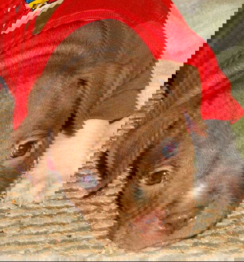 Dasher