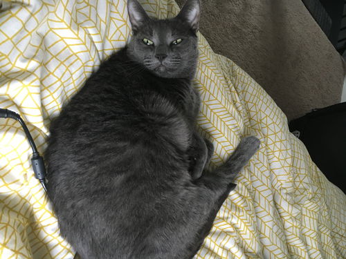 Zeus (cat)