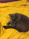 Zeus (cat)