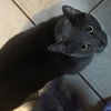 Zeus (cat)