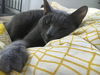 Zeus (cat)