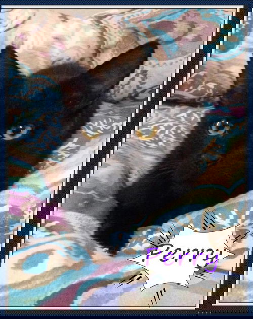 Perry