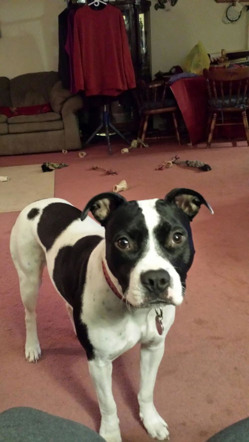 Zena