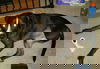 Shadow