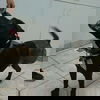 Shadow