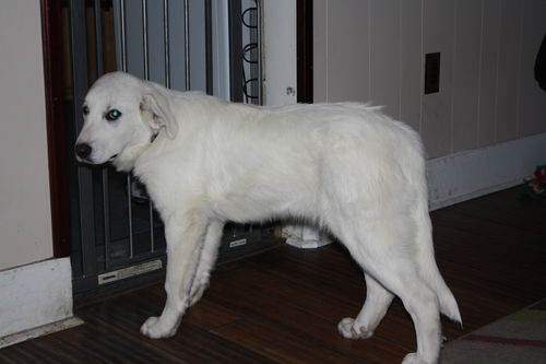 Ella