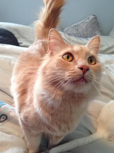 Mufasa