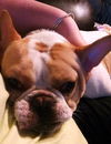 Jacques