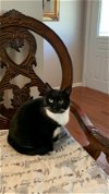 adoptable Cat in buford, GA named Tara