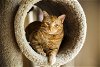 adoptable Cat in buford, GA named Venus