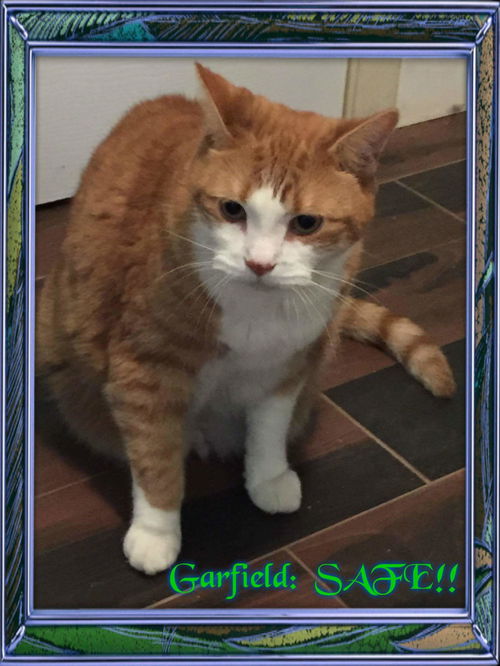 Garfield