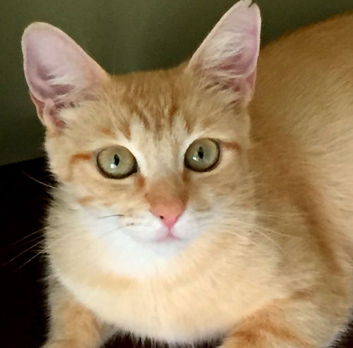 Simone