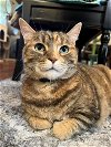 adoptable Cat in buford, GA named Savannah