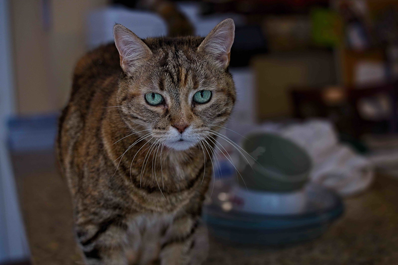 adoptable Cat in Buford, GA named Savannah