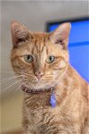 adoptable Cat in buford, GA named Jazzy