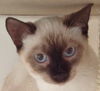Simon