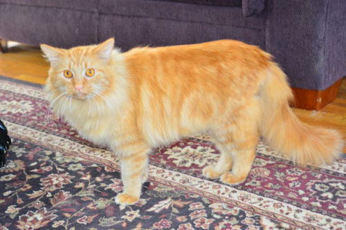 Julius Big Orange Maine Coon Boy