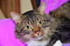 Rudolph Maine Coon Lovebug