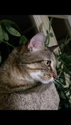 Tiger BIG Lazy Lap Cat