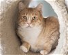adoptable Cat in buford, GA named Oxi