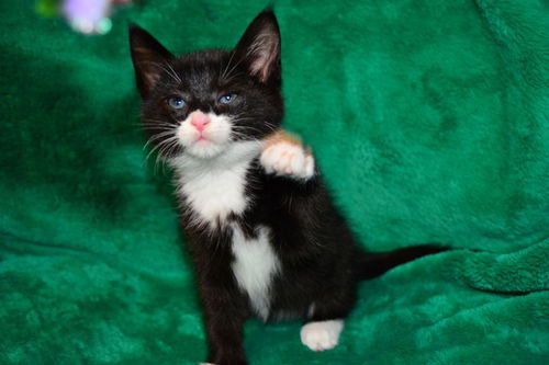 Sooty