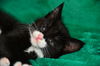 Sooty