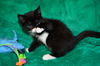 Sooty