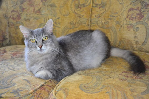 Sheba