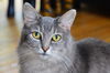 Sheba