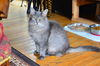 Sheba