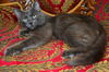 Donnatella