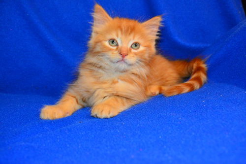 Simba