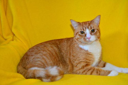 Simon