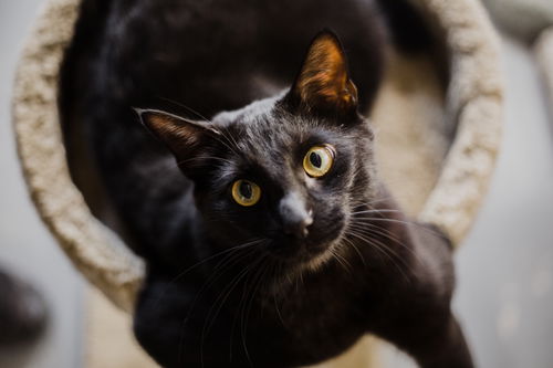 Coal