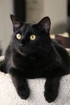 Coal