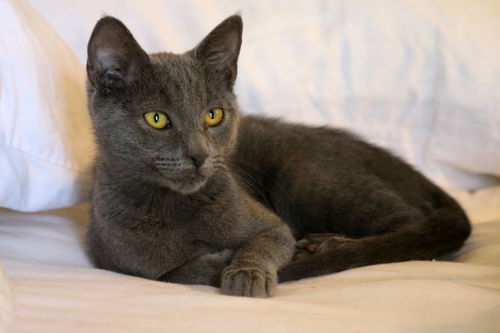 Creole