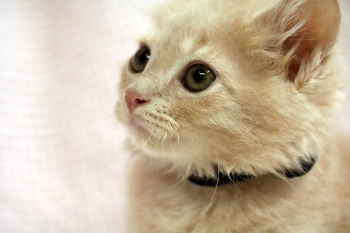 Tom Cat