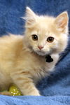Tom Cat
