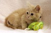 Tom Cat