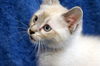 Bob Cat