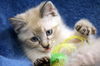 Bob Cat