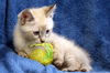 Bob Cat
