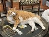 adoptable Cat in Buford, GA named Bogart