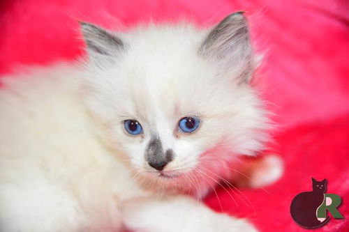 Cotton