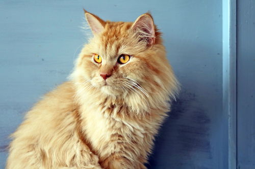 Simba