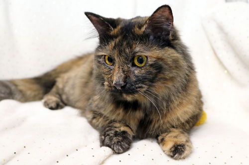 Cora