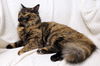 Cora