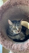 adoptable Cat in buford, ga, GA named Dean Martin