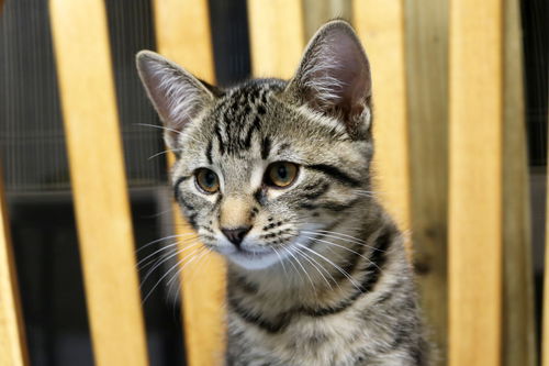 Tigger