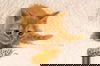 Cougar